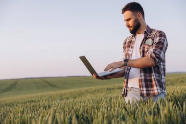 Bearded agronomist using a laptop while standing in a lush green wheat field, capturing the beauty of sunset in the countryside