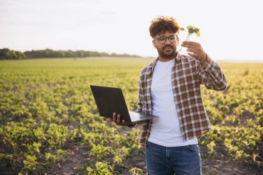 Agronomist examining soybean sprout and holding laptop for research in cultivated field at sunset