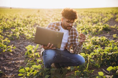 Agronomist crouching in soybean field holding laptop and inspecting plants for growth and disease