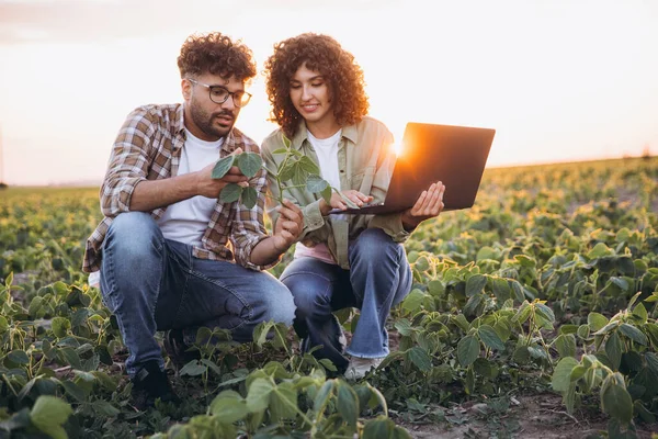 Two agronomists analyzing a soybean plant with a laptop in a field at sunset, performing quality control of the crops