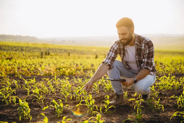 Agronomist crouching in a corn field, using a tablet to inspect crops while enjoying the warm glow of sunset over the landscape