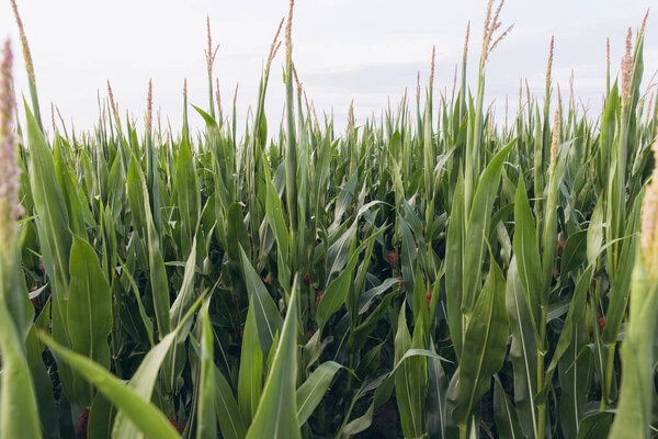 Lush cornfield swaying gently in the breeze under a cloudy sky, showcasing the beauty of agriculture and nature