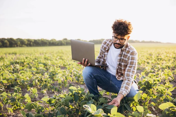 Agronomist crouching in cultivated soybean field using laptop for innovative sustainable farming practices
