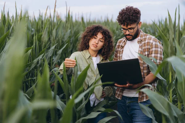 Two agronomists working in a corn field, using a laptop to analyze plant health and inspecting crops for optimal growth and quality