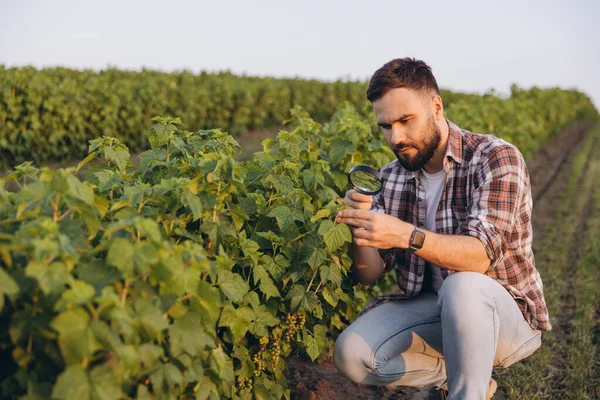 Bearded agronomist analyzing currant plants with a magnifying glass, performing quality control in an agricultural field
