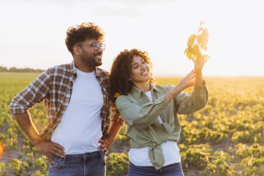Two agronomists are examining a soybean plant in a cultivated field, enjoying the golden light of the setting sun