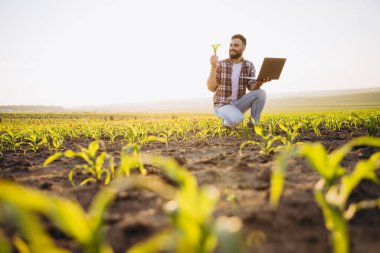 Agronomist analyzing corn sprouts while using a laptop to inspect cultivated fields under the warm glow of a sunset