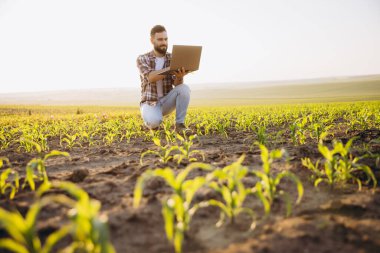 Young agronomist crouching in cultivated corn field using laptop for online data analysis and planning
