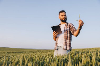 Bearded agronomist examining a wheat ear and using a tablet in a cultivated field, combining tradition and technology in agriculture