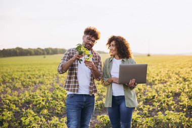 Two agronomists walking and examining a soybean plant while using a laptop in a cultivated field at sunset