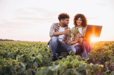 Two agronomists are squatting in a soybean field at sunset, examining a plant and consulting a laptop