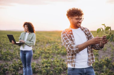 Two agronomists are working in a soybean field, one examining a plant and the other using a laptop