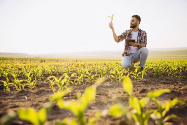 Young agronomist analyzing corn seedling growth, holding a seedling and tablet, in cultivated field at sunset