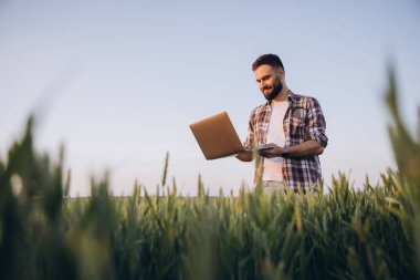 Agronomist with beard using laptop in a wheat field, analyzing the plantation with precision agriculture technology, under a clear sky