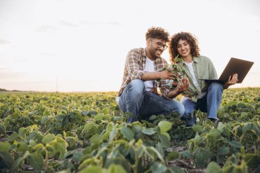 Two smiling agronomists are squatting in a soybean field, examining a plant and using a laptop at sunset