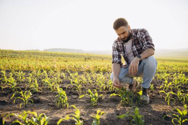 Bearded agronomist crouching in a cornfield, carefully examining crops while enjoying the vibrant hues of sunset in the background