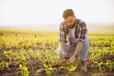 Bearded farmer analyzing corn plant growth using magnifying glass in cultivated field, innovative farming practices for efficient crop management