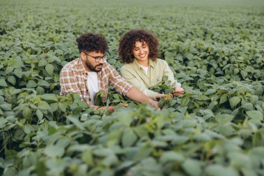 Two agronomists are inspecting soybean plants in a field, demonstrating expertise in agriculture and crop management