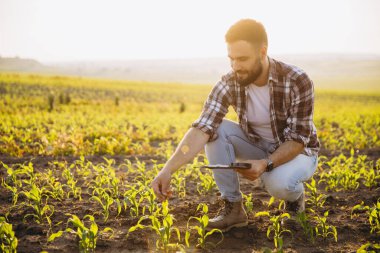 Bearded agronomist crouching in corn field at sunset, examining crops and taking notes on digital tablet, showcasing agricultural expertise
