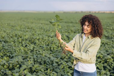 Agronomist examining a soybean plant in a cultivated field, checking the health and growth of the crop