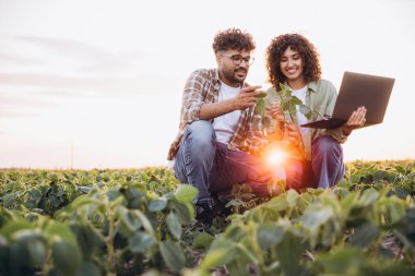 Two agronomists are squatting in a soybean field at sunset, examining a plant and using a laptop