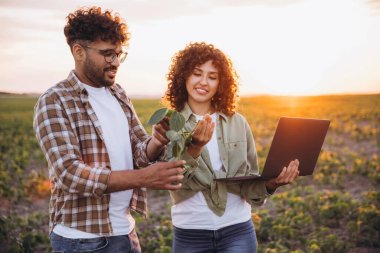 Two agronomists are examining a soybean plant and using a laptop in a cultivated field at sunset, showcasing agricultural technology and expertise