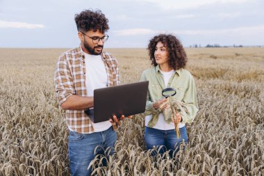 Two agronomists are analyzing ripe wheat in a field, using a magnifying glass and a laptop for detailed inspection and data collection