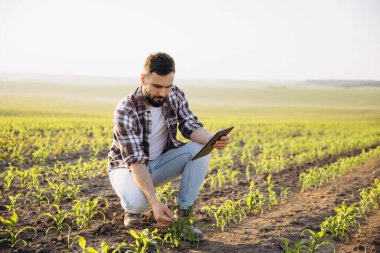 Young agronomist crouching in a cornfield, examining seedlings and consulting data on his tablet, showcasing precision agriculture practices