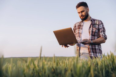 Bearded agronomist using laptop and analyzing data in a wheat field, implementing modern technologies in agriculture