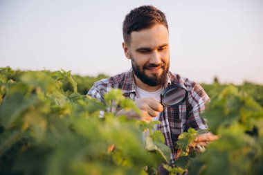 Young agronomist examining currant plants with magnifying glass, performing quality control in agricultural field