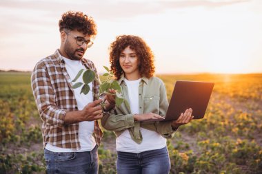 Two agronomists are examining a soybean plant and using a laptop in a field at sunset, showcasing agricultural technology and expertise
