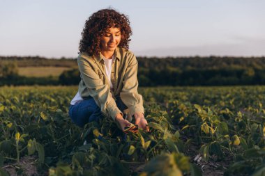 Curly haired agronomist crouching in cultivated soybean field inspecting plants during golden hour
