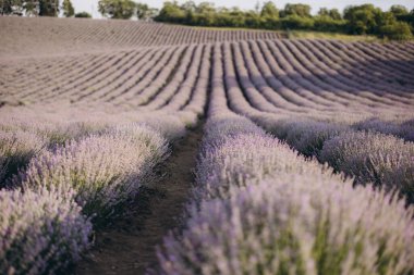 Stunning rows of lavender stretching towards the horizon in Provence, creating a mesmerizing pattern