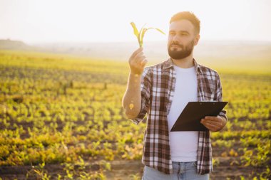 Bearded agronomist holding clipboard and examining corn seedling in cultivated field at sunset