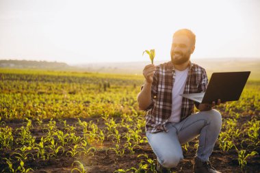 Bearded agronomist analyzing corn sprout and using laptop for data collection in cultivated field at sunset, showcasing agricultural technology and expertise