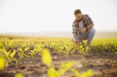 Bearded agronomist analyzing corn plant using magnifying glass, examining growth and condition in agricultural field