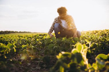 Young agronomist crouching in a vibrant soybean field, carefully examining plants while basking in the warm glow of sunset
