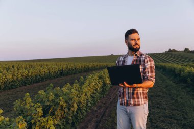 Bearded agronomist using laptop for analyzing quality of currant plants in his cultivated plantation at sunset