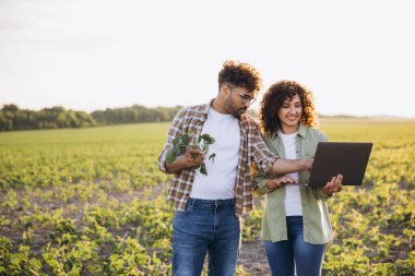 Two agronomists are walking through a soybean field, examining plants and using a laptop for data analysis