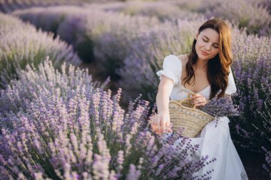 Young woman gathering fragrant lavender flowers in a wicker basket while enjoying the serene beauty of a vast field at sunset