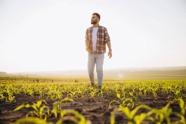 Bearded agronomist walking through a corn field, inspecting plant growth while enjoying the serene sunset and vibrant countryside landscape