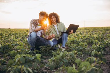 Two agronomists are squatting in a soybean field at sunset, examining a plant and using a laptop
