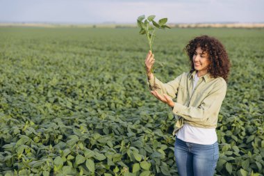 Agronomist examining soybean plants in a cultivated field, assessing crop growth and health while ensuring optimal care and nutrition