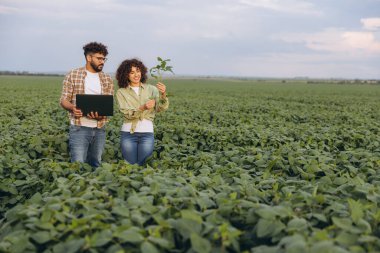 Interracial team of agronomists examining soybean plants and using laptop in a cultivated field for research and quality control