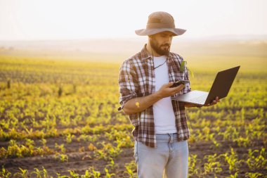 Bearded agronomist using laptop and smartphone in corn field at sunset, checking plants and soil