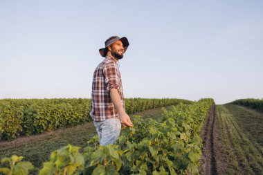 Bearded agronomist wearing plaid shirt and hat walking in cultivated currant field, checking plants and enjoying sunset light