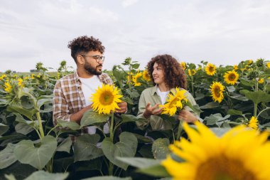 Two agronomists analyzing sunflowers during a field inspection, discussing their growth and health