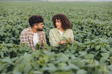 Two agronomists inspecting soybean plants in a lush field, discussing growth and health while collaborating on effective farming practices