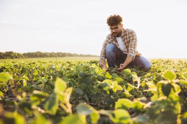 Agronomist crouching in a soybean field, examining crops bathed in the warm glow of golden hour, highlighting sustainable farming practices