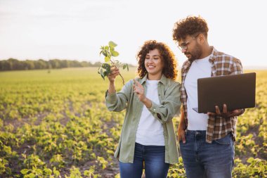 Two agronomists are examining a soybean plant in a cultivated field, holding a laptop and discussing